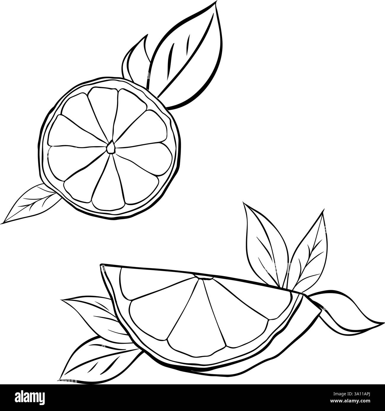 fetta di limone con set di composizione dell'inchiostro a linee grafiche delle foglie. bianco e nero vettoriale isolato su sfondo trasparente. fetta di agrumi freschi per il menu e. Illustrazione Vettoriale