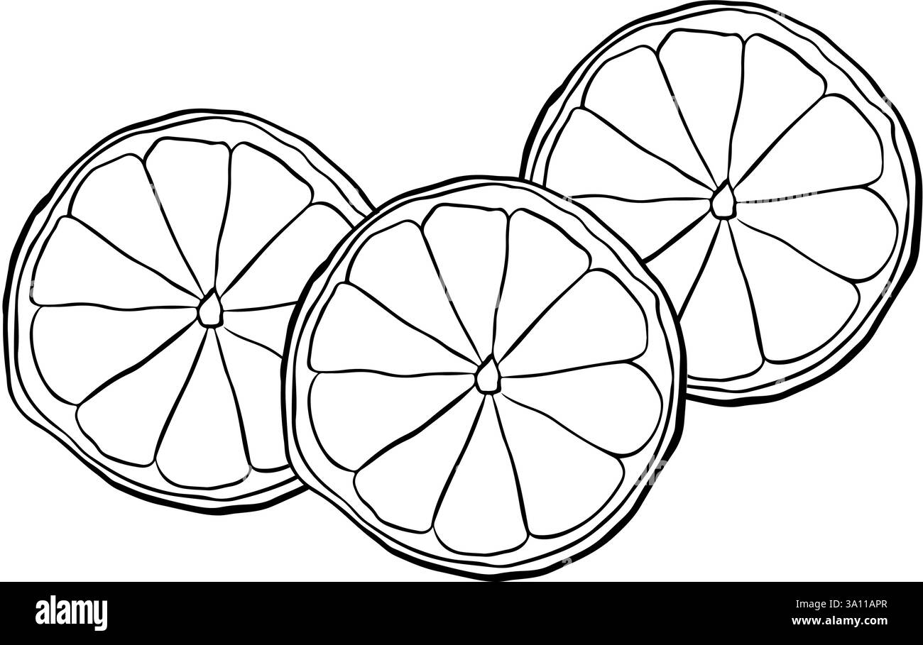 composizione delle fette di limone. Illustrazione vettoriale con inchiostro grafico disegnato a mano, ideale per la progettazione di menu e pacchetti. Illustrazione Vettoriale