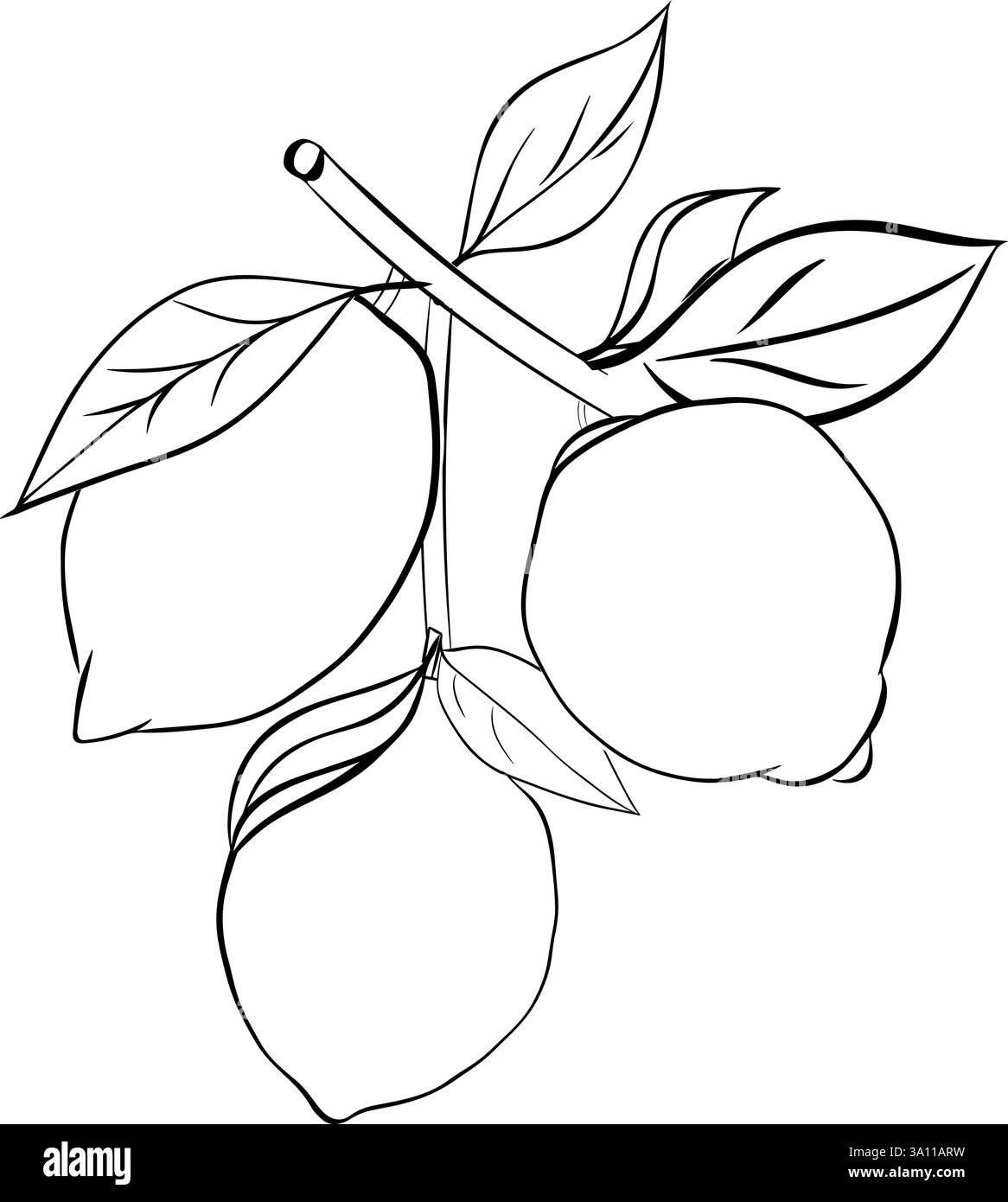 Incisione di un ramo di limone con foglie disegnate a mano composizione grafica a linee d'inchiostro. Ramo vettoriale dell'albero da frutto in stile schizzo, agrumi freschi interi. Nero vettoriale A. Illustrazione Vettoriale