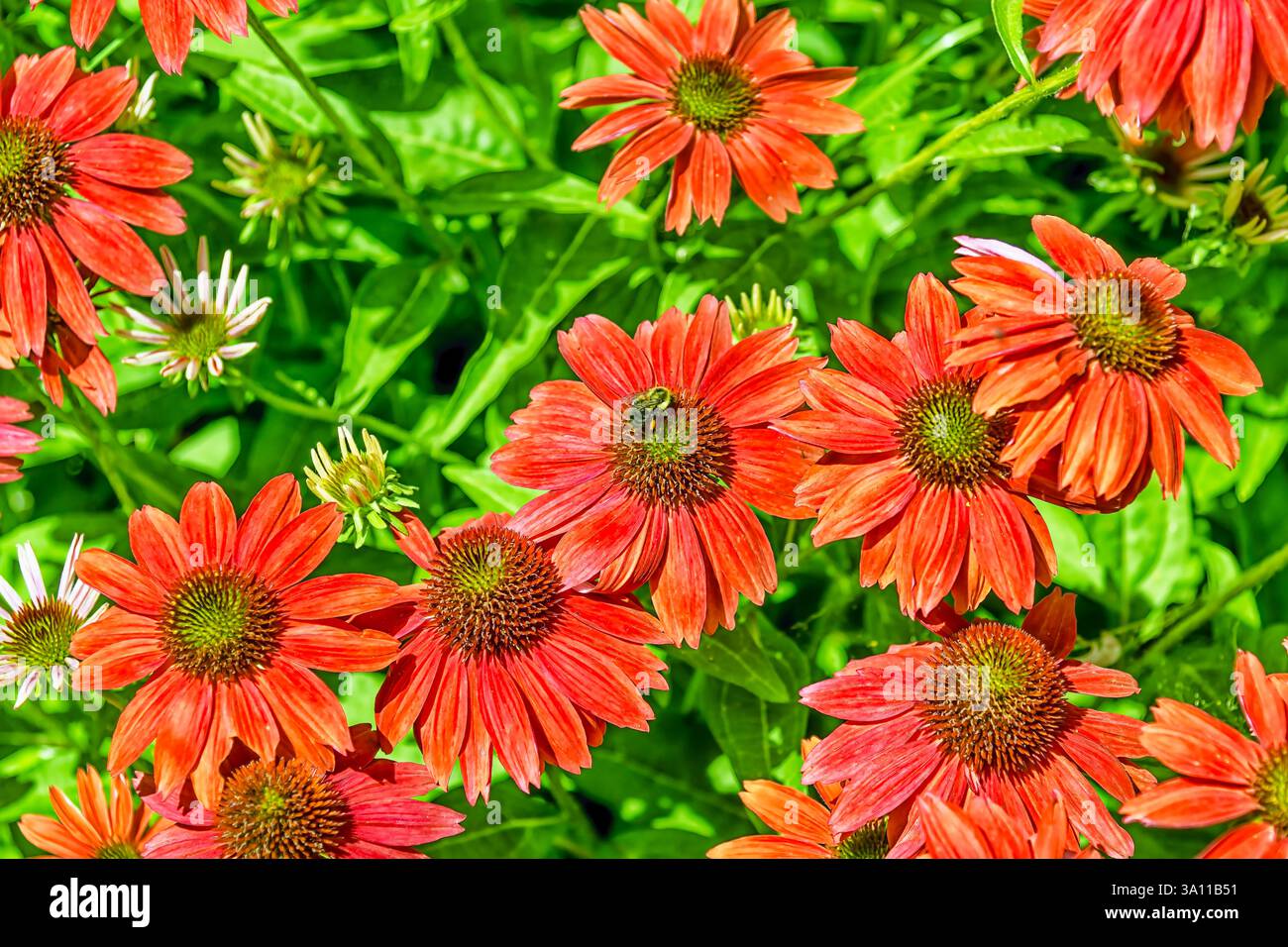 Fiore rosso con ape Foto Stock
