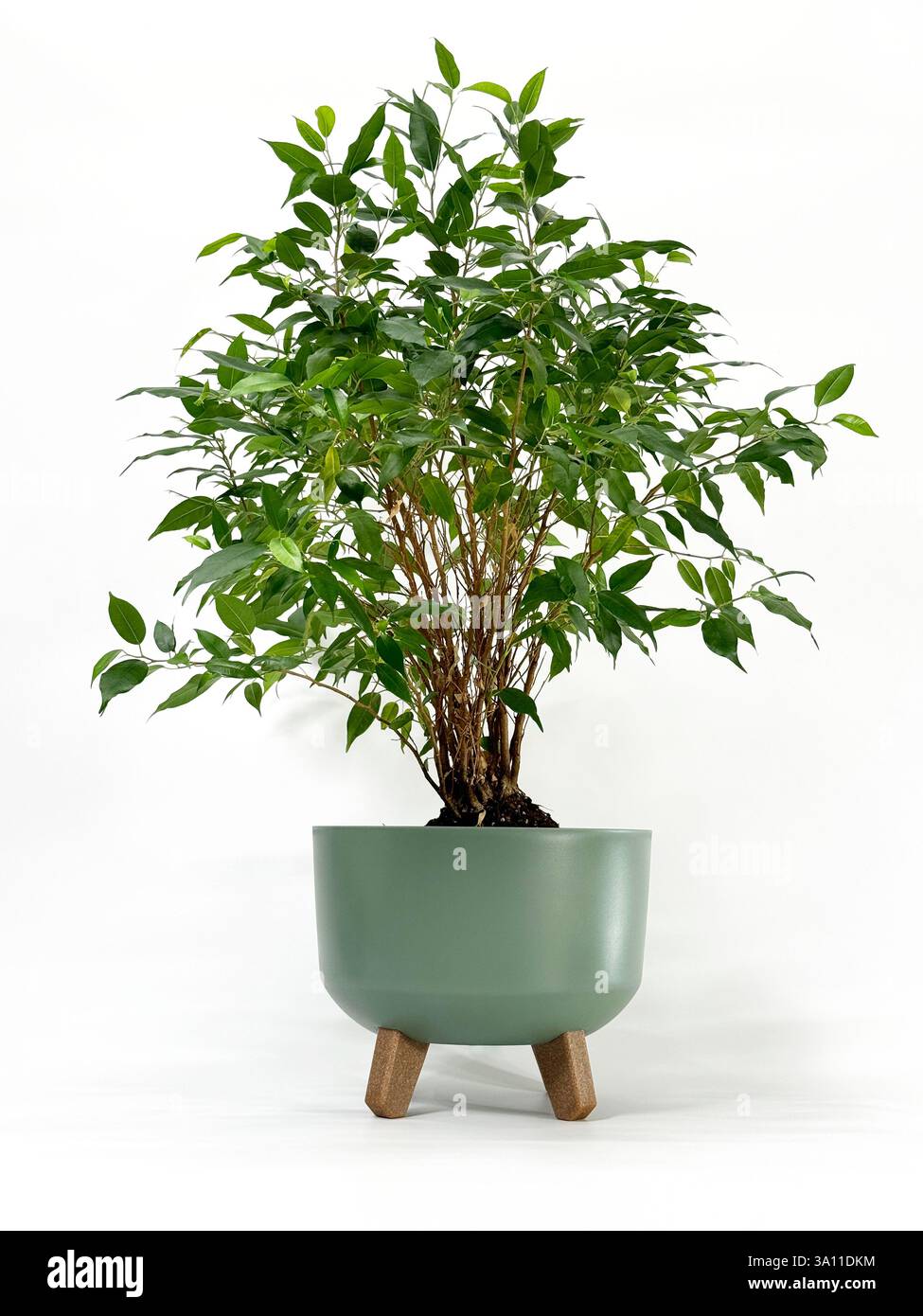 Questa accattivante immagine mostra una lussureggiante pianta in vaso verde su uno sfondo bianco. Le numerose foglie verdi della pianta creano un'app piena e sana Foto Stock