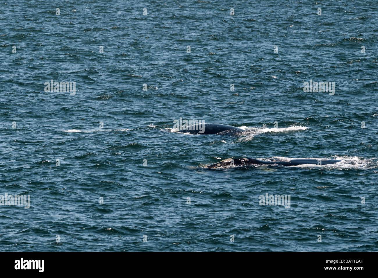 Due balene che nuotano nell'oceano Atlantico, in Sudafrica Foto Stock