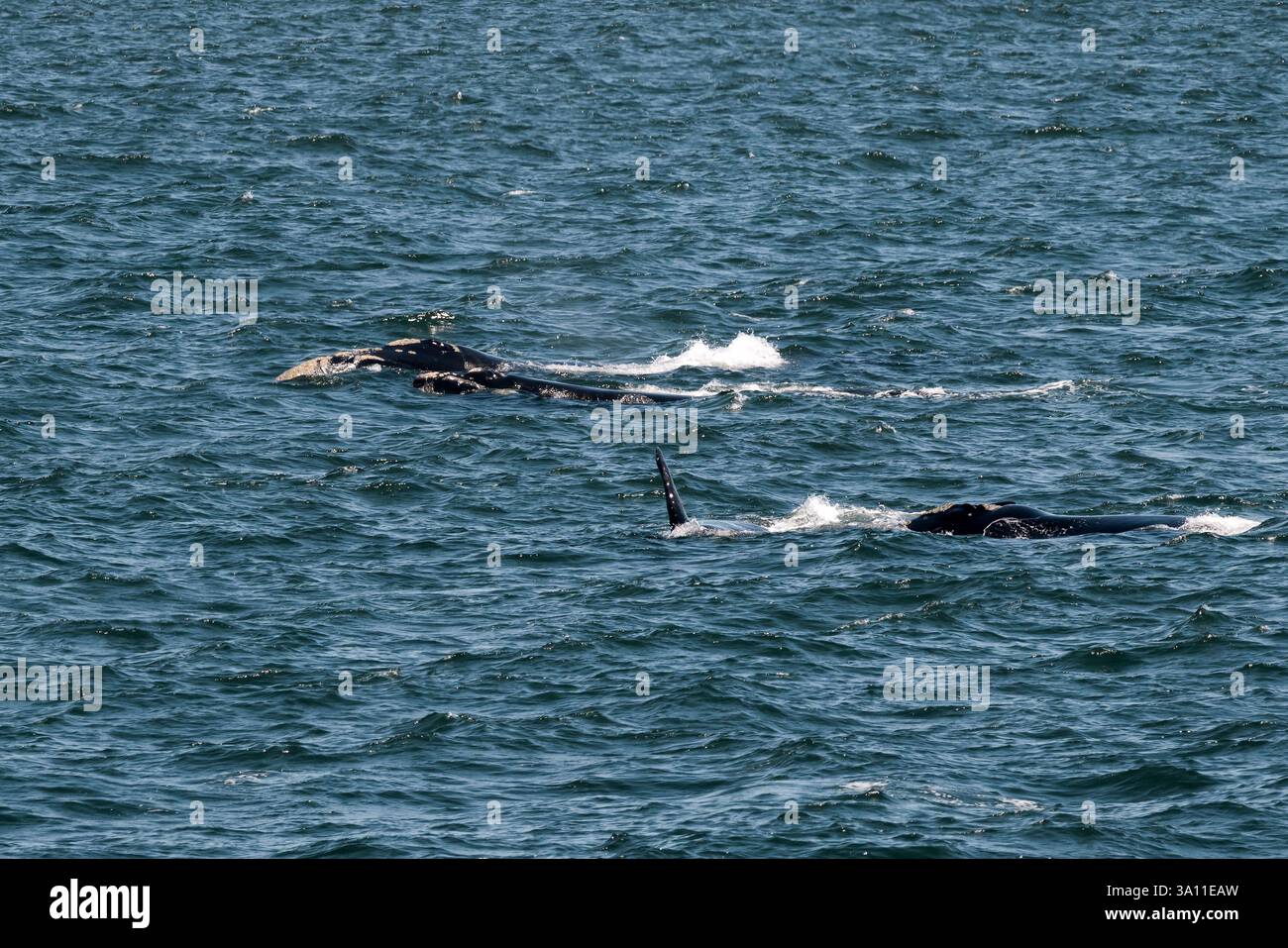 Due balene che nuotano nell'oceano Atlantico, in Sudafrica Foto Stock