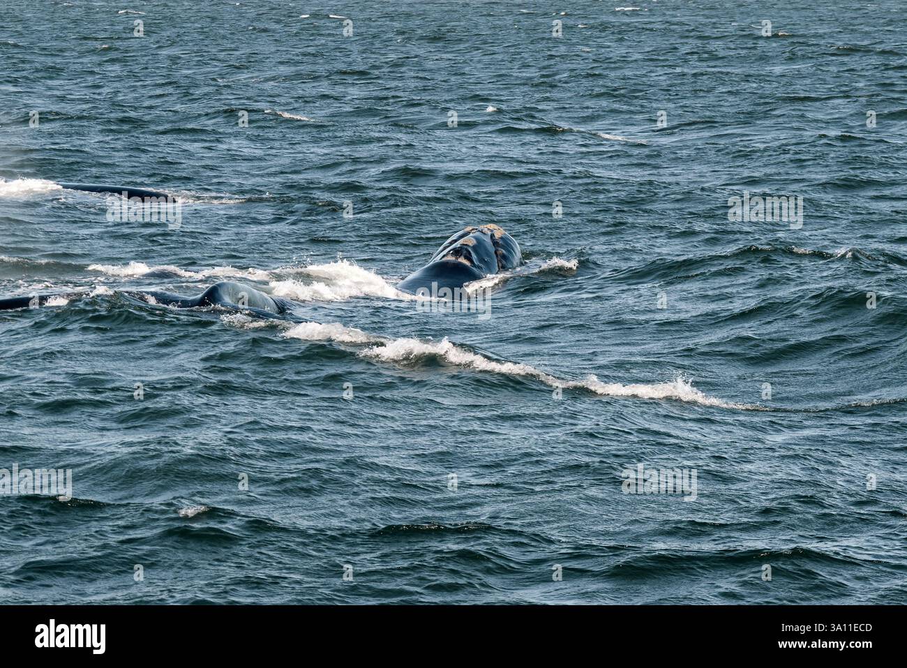 Due balene che nuotano nell'oceano Atlantico, in Sudafrica Foto Stock