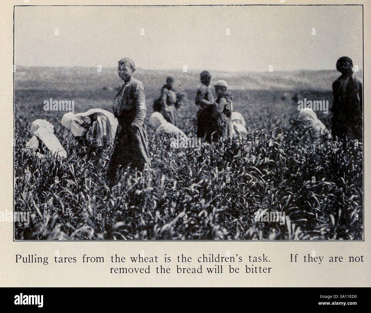 Estrarre la carne dal grano è compito dei bambini. Se non vengono rimossi, il pane sarà amaro da ' la Terra Santa e la Siria ' di Carpenter, Frank G. (Frank George), 1855-1924 pubblicato Garden City, N. Y., Doubleday, Page & Company 1922 Foto Stock
