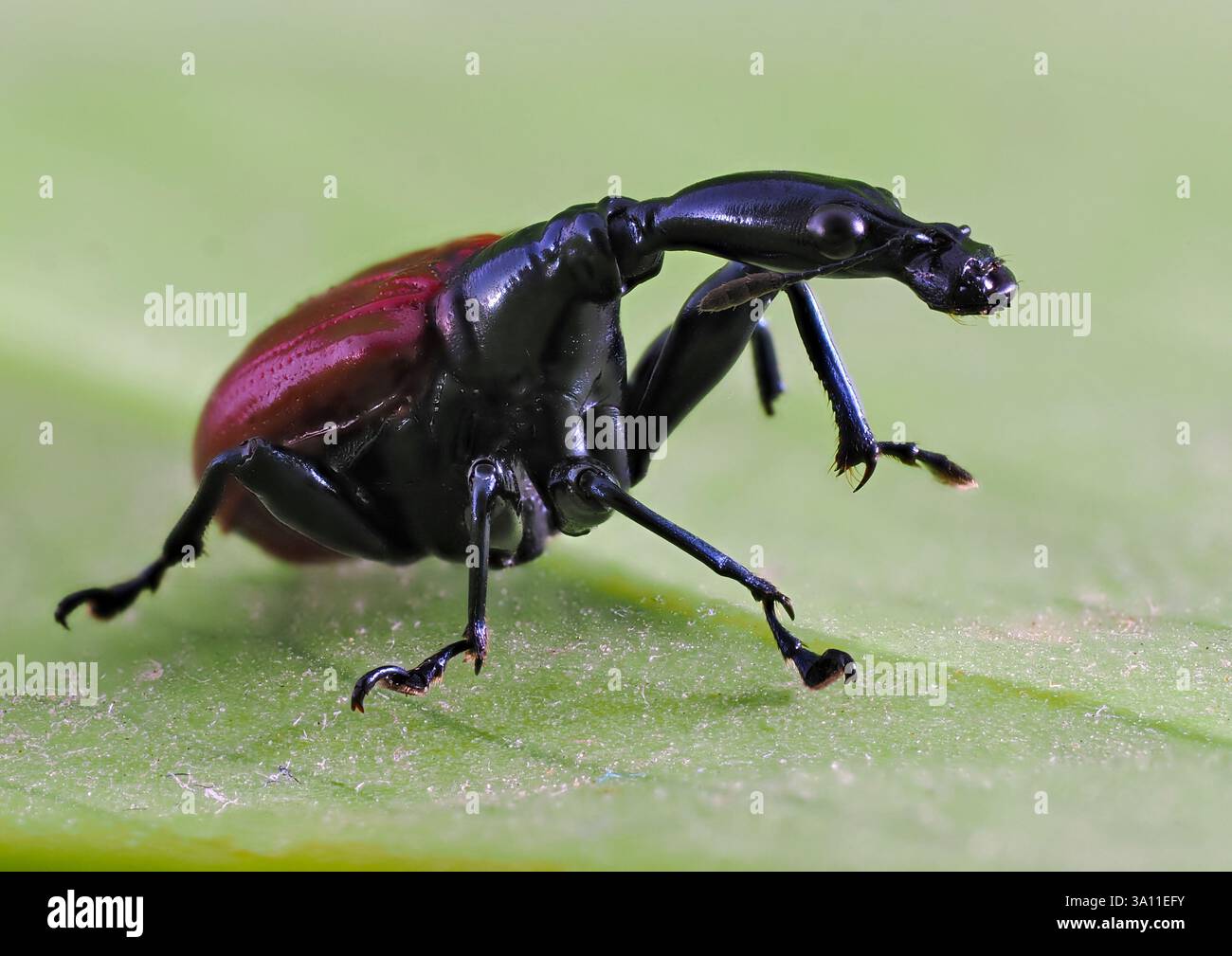 Coleottero della giraffa (Trachelophorus giraffa) Madagascar, femmina, messa a fuoco impilata, immagine, set campione Foto Stock