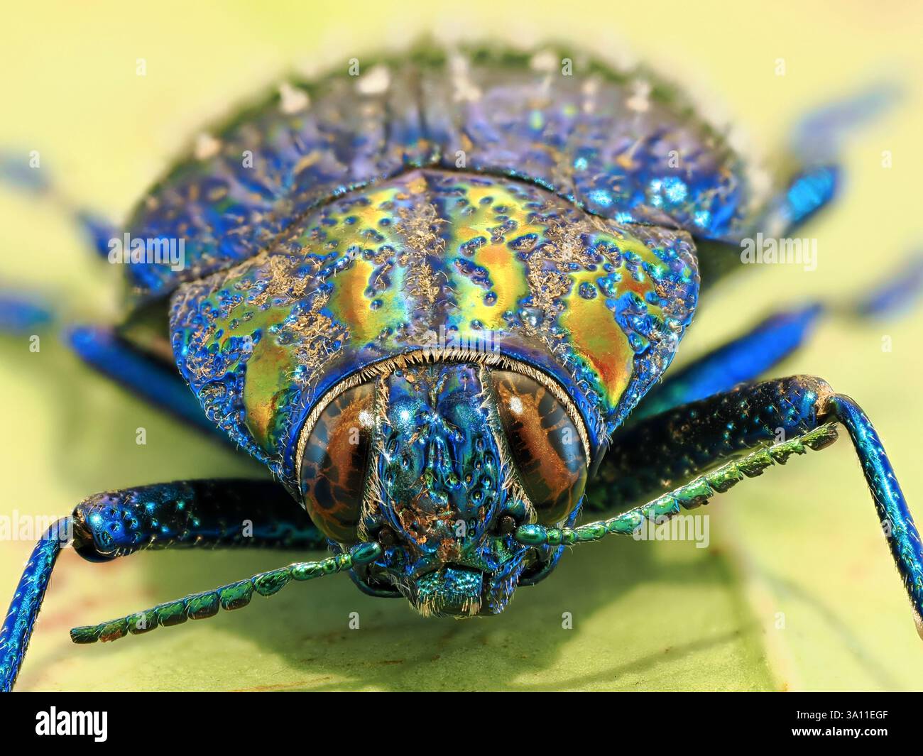 Beetle, (Polybothris sumptuosa) Blu, MADAGASCAR, fuoco impilato, campione set, primo piano che mostra il volto con un occhio composto grande Foto Stock