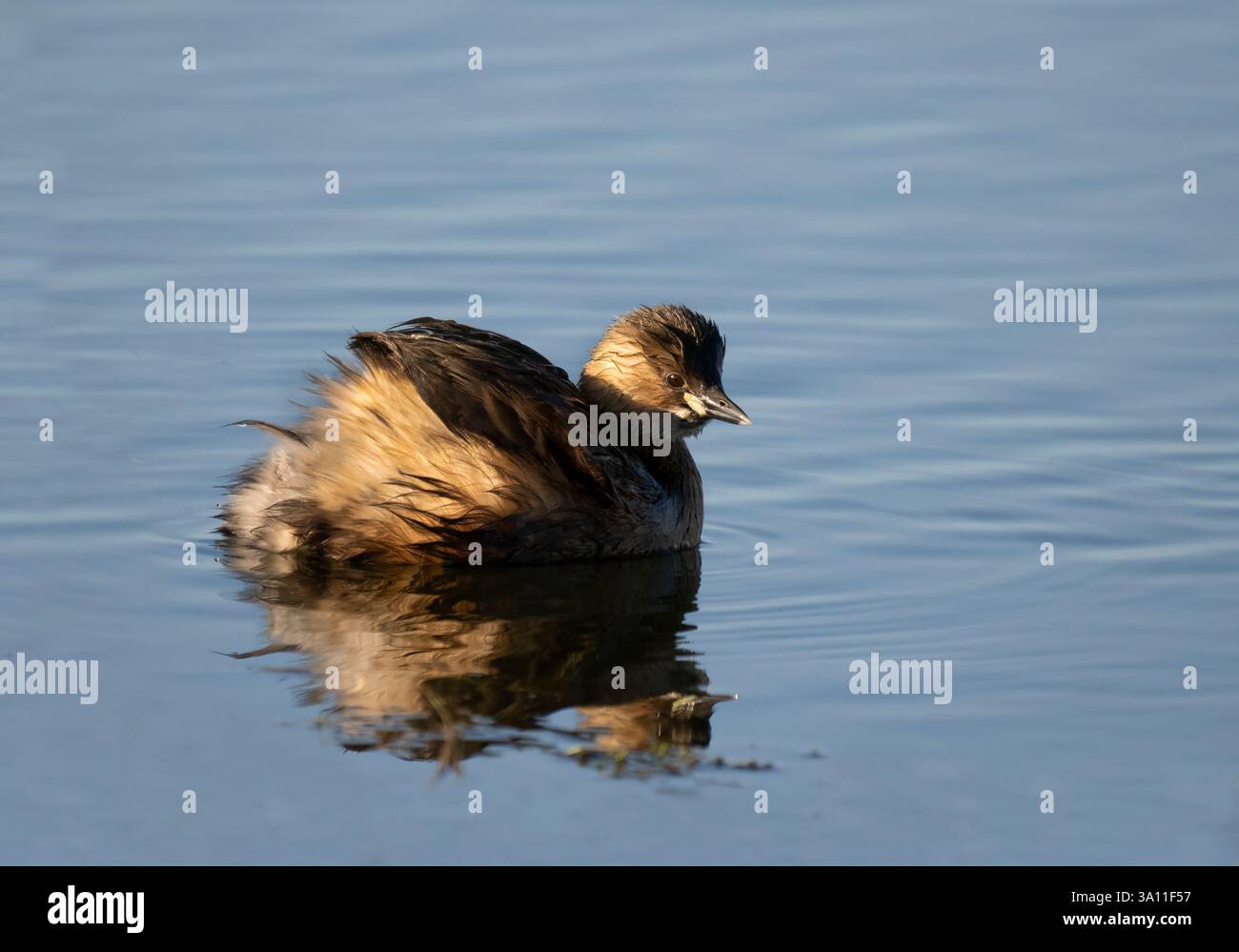 Little Grebe (Tachybaptus ruficollis) nuota sullo stagno, Sandwich Bay, Kent, Regno Unito, inverno Foto Stock