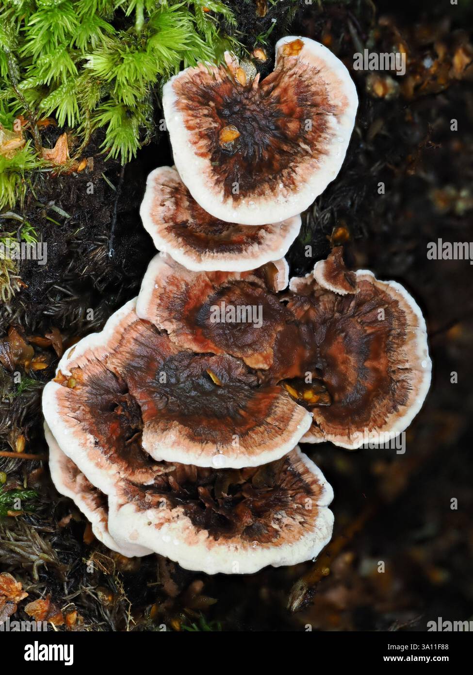 Funghi Rot radice (Heterobasidion annosum) West Blean Woodlands, Kent Regno Unito, immagine messa a fuoco impilata Foto Stock