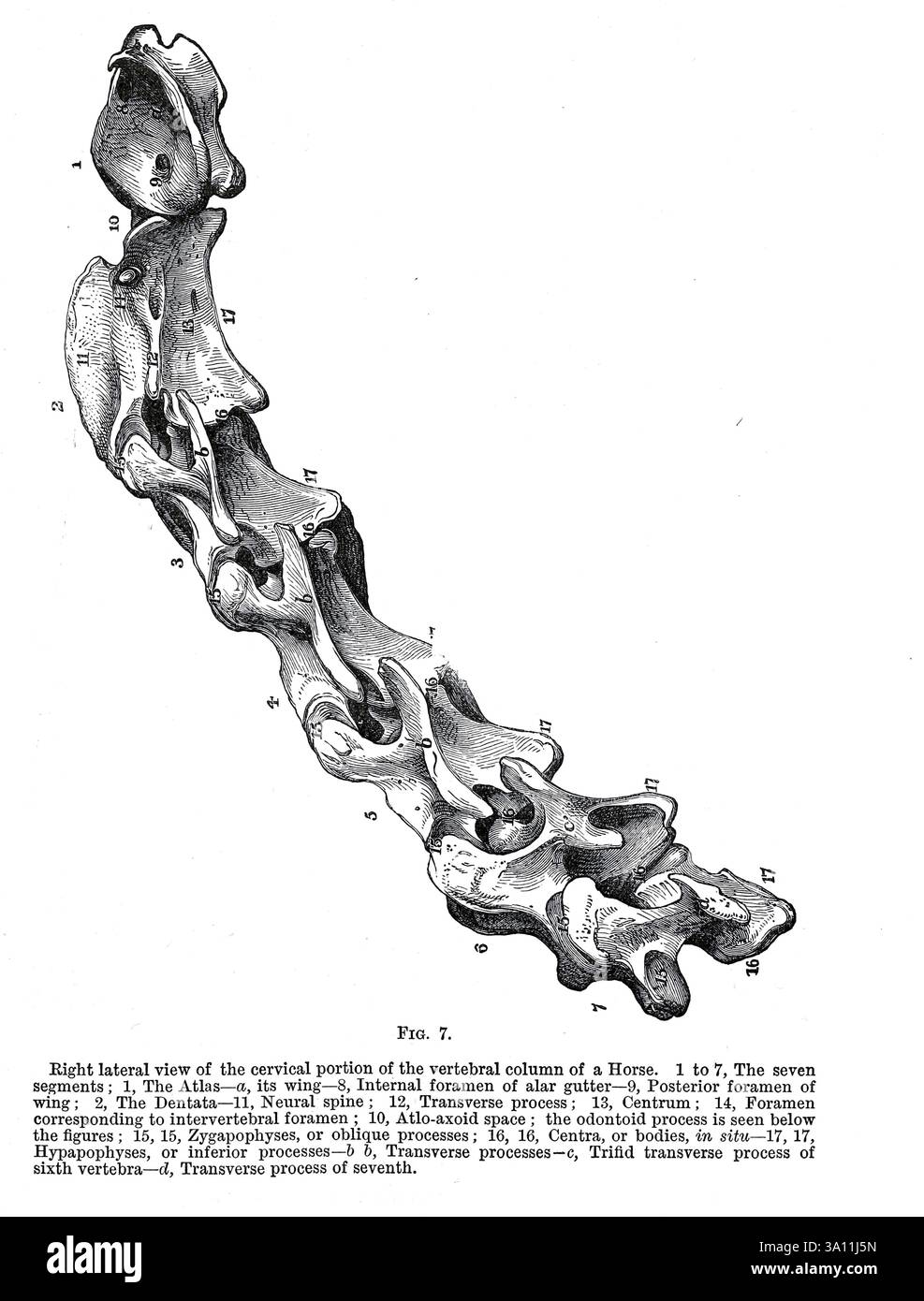 Vista laterale destra della porzione cervicale della colonna vertebrale di un cavallo. Da 1 a 7, i sette segmenti; 1, l'Atlante — a, la sua ala — 8, forame interno di grondaia alare — 9, forame posteriore di ala; 2, il dente — 11, colonna neurale; 12, processo trasversale ; 13, Centrum ; 14, Foramen corrispondente a forame intervertebrale ; 10, spazio atlo-axoide ; il processo odontoide è visto sotto le figure ; 15, 15, Zygapophyses, o processi obliqui ; 16, 16, Centra, o corpi, nel sito - 17, 17, Ipapophyses o processi inferiori -?) b, processi trasversali— c, processo trasversale trifido del sesto vertebo Foto Stock