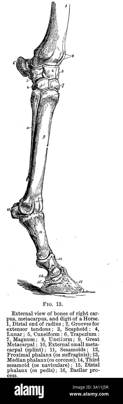 Vista esterna delle ossa del carpo destro, del metacarpo e della cifra di un cavallo. 1, estremità distale del raggio ; 2, scanalature per tendini estensore ; 3, Scaphoid ; 4, Lunar ; 5, Cuneiform ; 6, trapezio ; 7, Magnum; 8, Unciforme; 9, grande metacarpo ; 10, piccolo metacarpo esterno (stecca); 11, Sesamoidi; 12, falange prossimale (os suffraginis); 13, falange mediana (os coronae); 14. Terzo sesamoide 15. Falange distale 16. Processo basilare dall'anatomia veterinaria di Strangeways di Vaughan, i; Strangeways, Thomas, 1824-1869; Royal College of Physicians of Edinburgh pubblicato nel 1879 Foto Stock