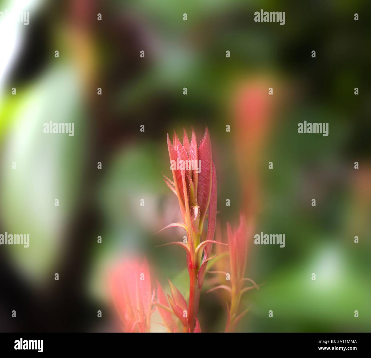 Il tiro primaverile della Photinia, una siepe con foglie rosse. Foto Stock