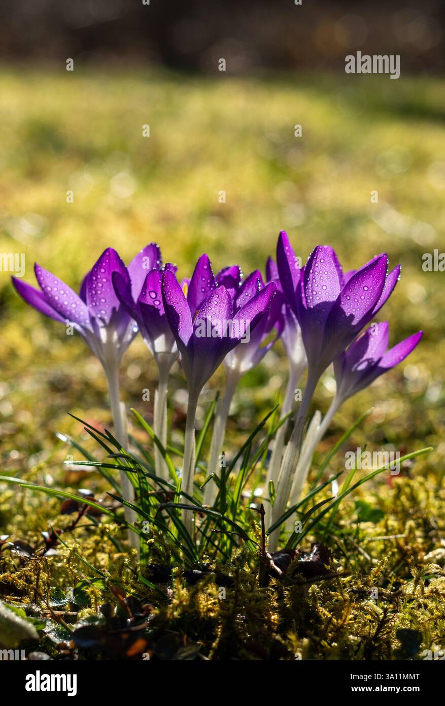 fiori viola di croco primaverile con bokeh nel design verticale del parco Foto Stock