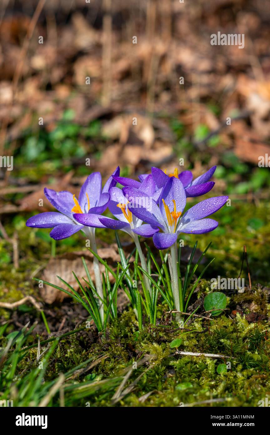 fiori viola di cocco primaverile con gocce d'acqua nel design verticale del parco Foto Stock