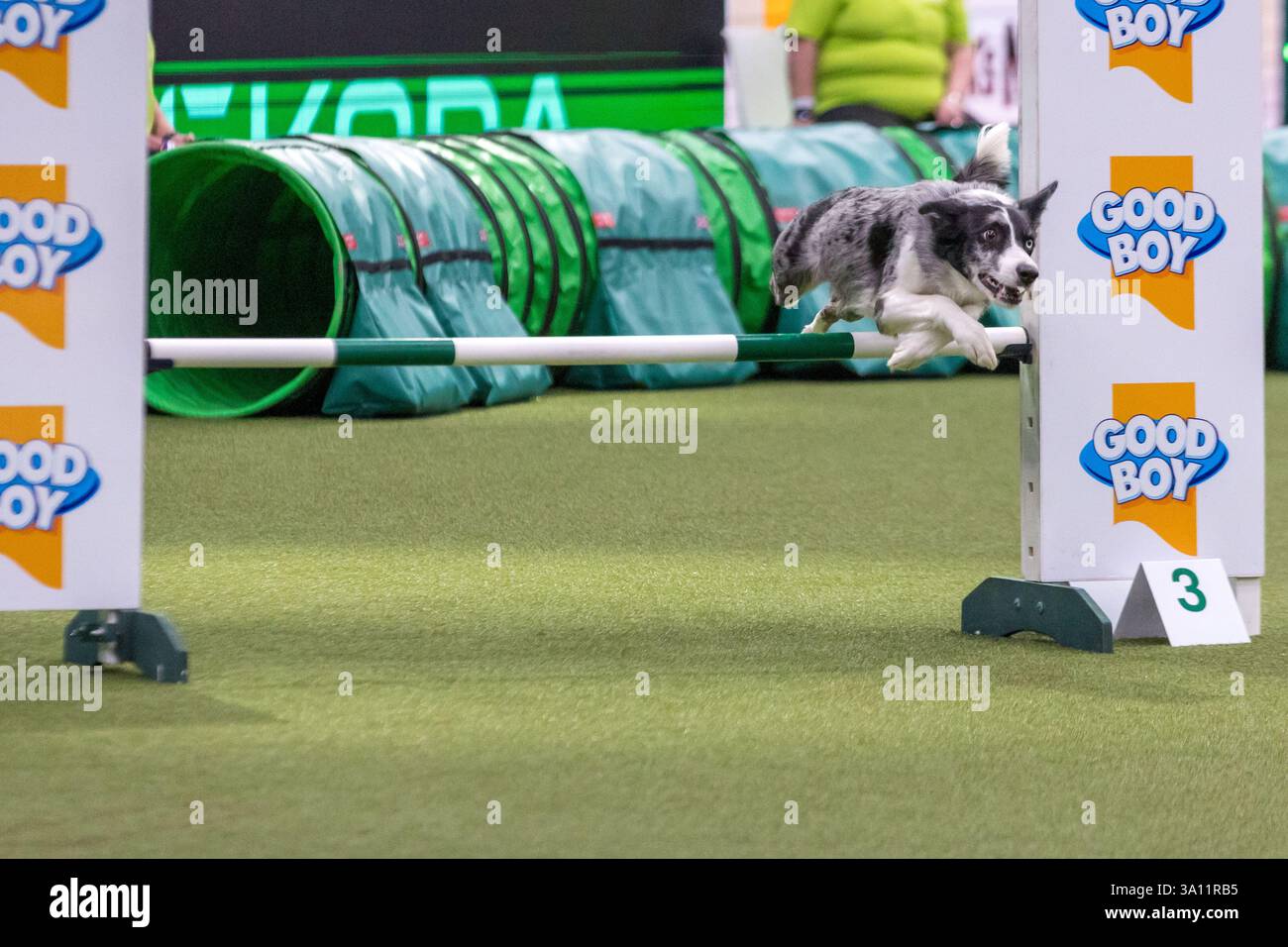 Crufts 2025 birmingham immagini e fotografie stock ad alta risoluzione Pagina 2 Alamy