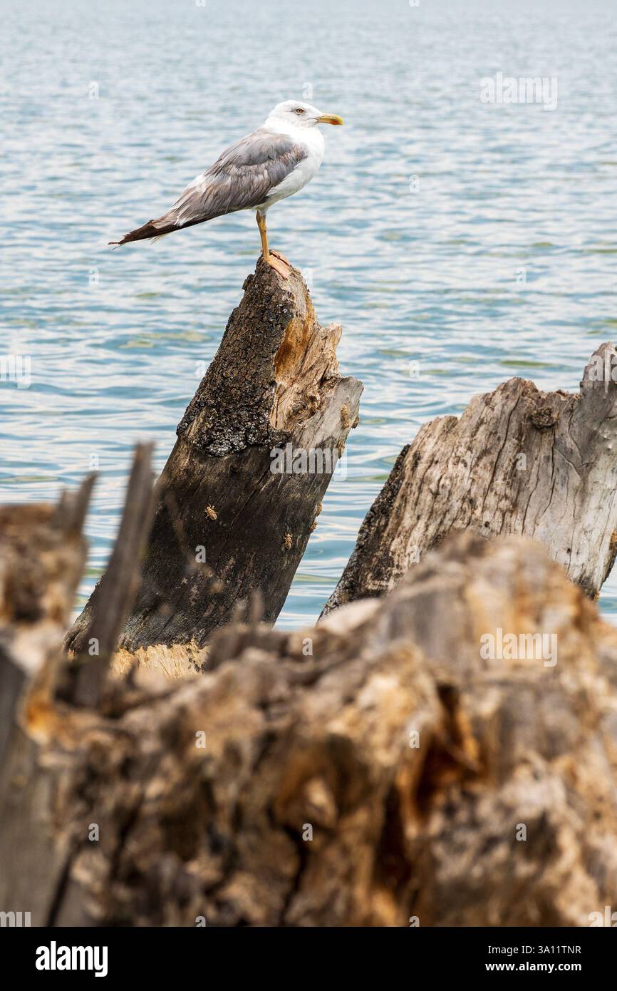 Lone Gull on a Lake Trunk – Serene Bird Portrait Foto Stock Lone Gull on a Lake Trunk – Serene Bird Portrait Foto Stock