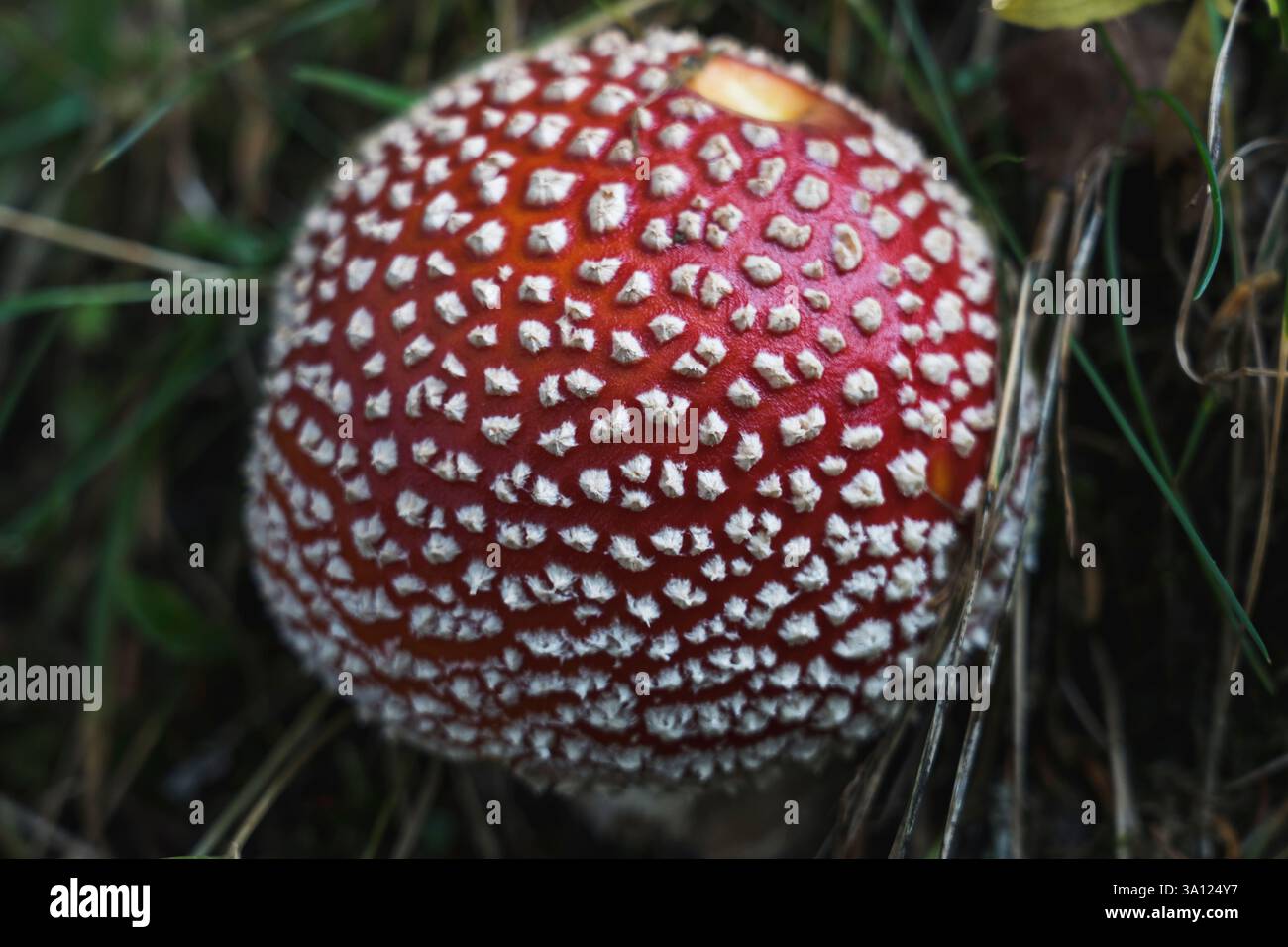 Fungo velenoso rosso – Un fungo bellissimo ma pericoloso Foto Stock