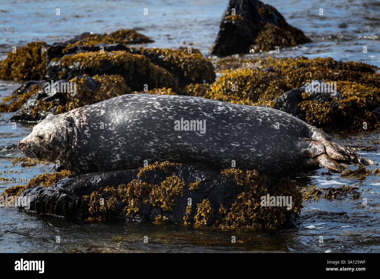 Foche in Islanda – incontri con la fauna selvatica nel Nord Atlantico Foto Stock