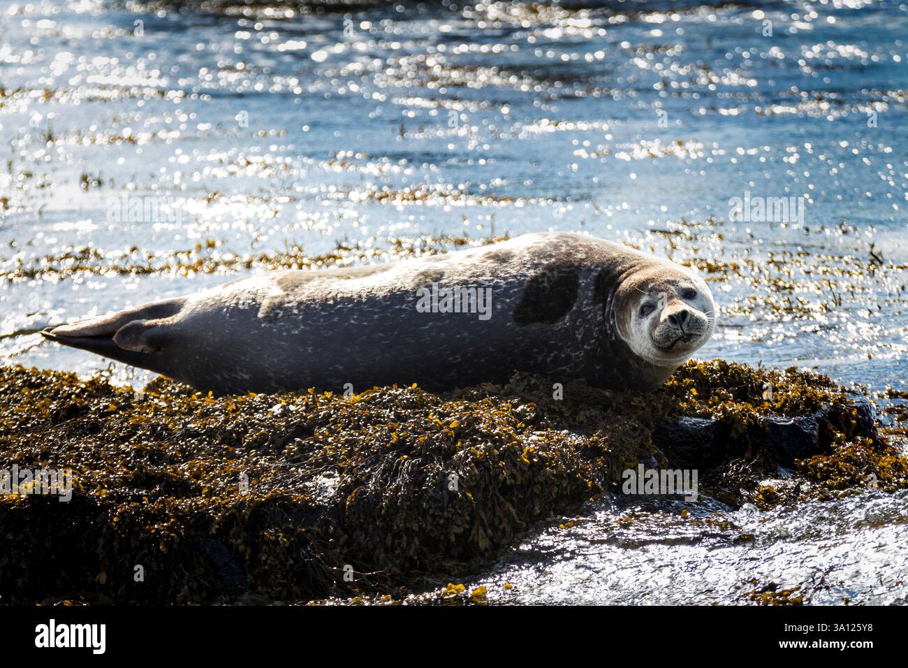 Foche in Islanda – incontri con la fauna selvatica nel Nord Atlantico Foto Stock