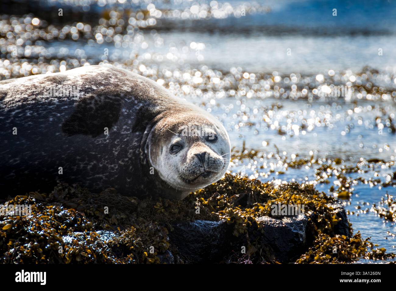 Foche in Islanda – incontri con la fauna selvatica nel Nord Atlantico Foto Stock