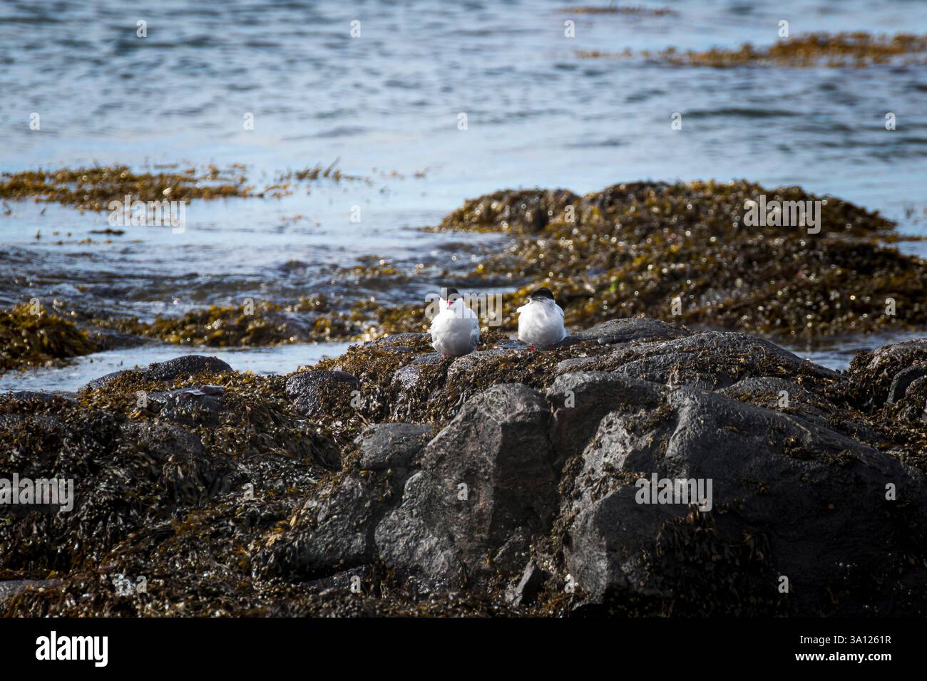 Foche in Islanda – incontri con la fauna selvatica nel Nord Atlantico Foto Stock