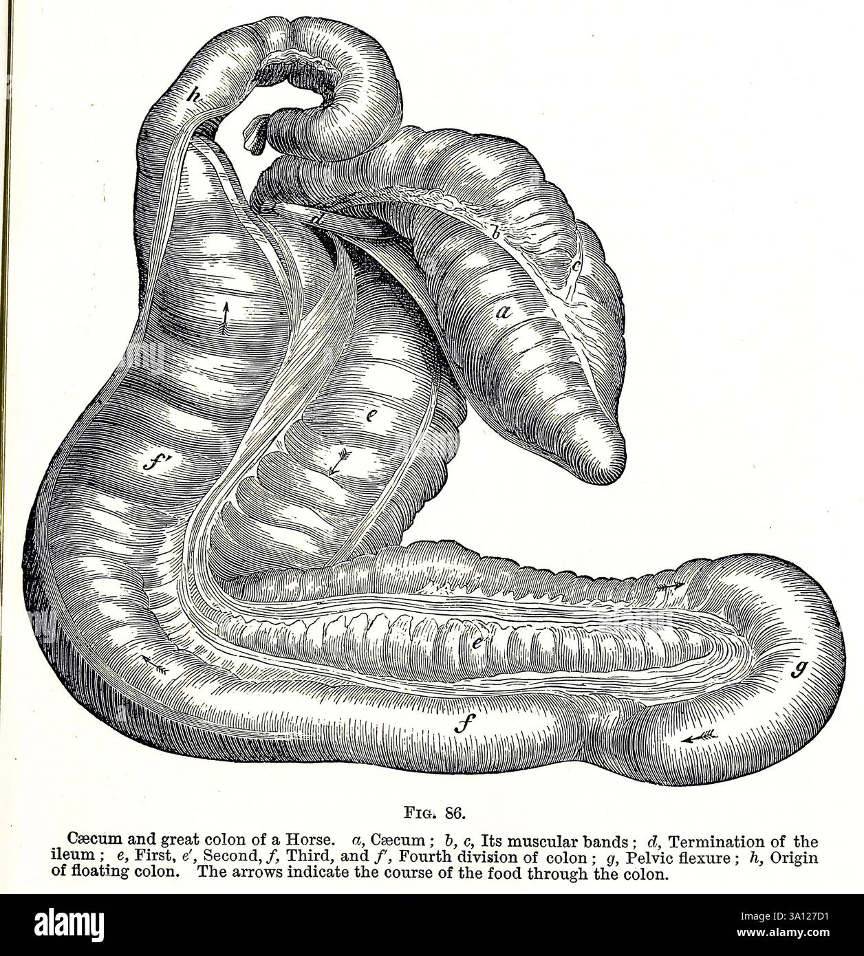 Caeco e grande colon di un cavallo, a, caecum; b, c, le sue bande muscolari; d, Termination of the ileum e, first, e'. Seconda, f, terza e f', quarta divisione del colon; g, flessione pelvica; h. origine del colon galleggiante. Le frecce indicano il corso del cibo attraverso il colon. Dall'anatomia veterinaria di Strangeways di Vaughan, i; Strangeways, Thomas, 1824-1869; Royal College of Physicians of Edinburgh pubblicato nel 1879 Foto Stock