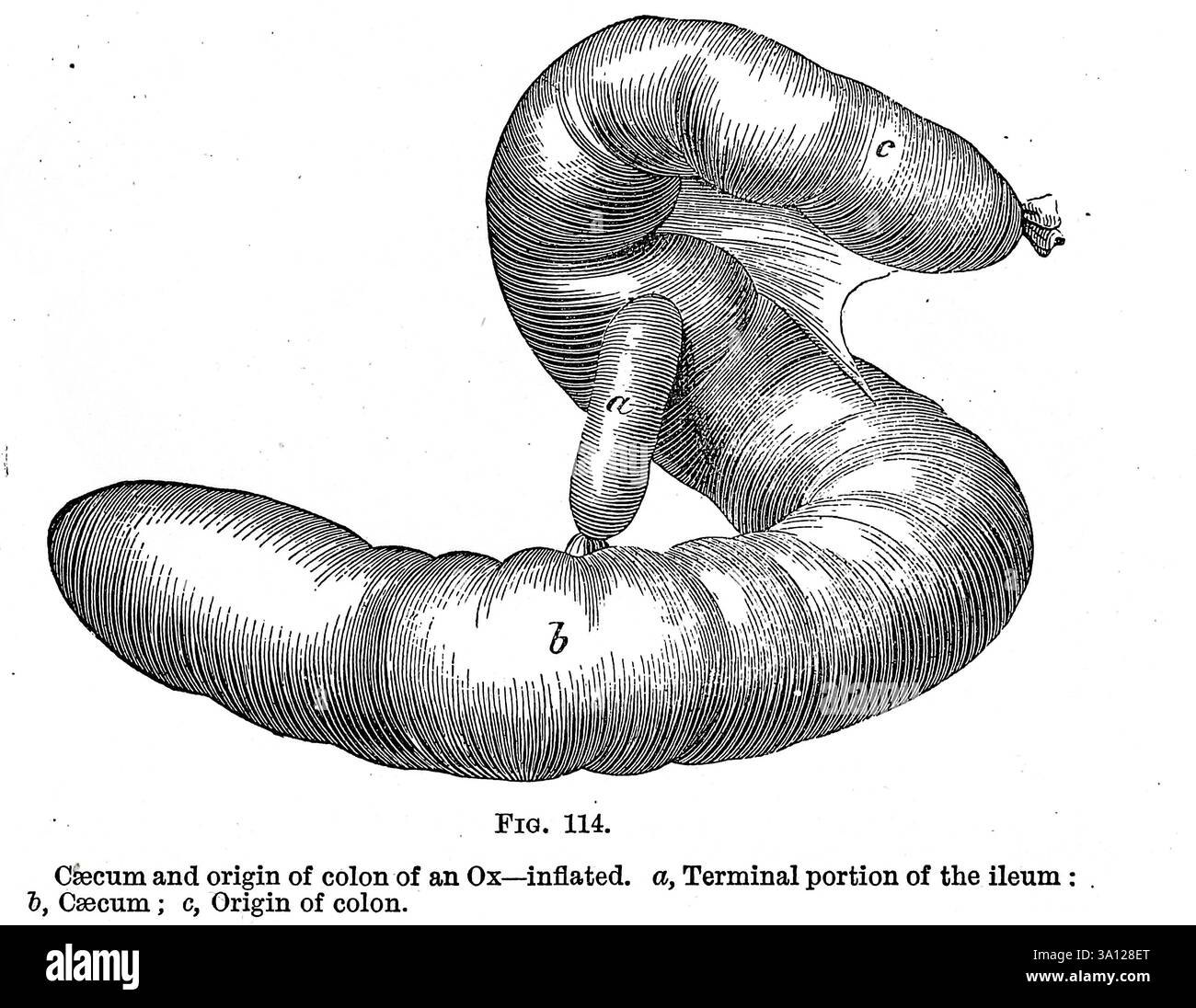 Ceco e origine del colon di un bue gonfiato, a. porzione terminale dell'ileo: T, Csecum ; c, origine del colon. Dall'anatomia veterinaria di Strangeways di Vaughan, i; Strangeways, Thomas, 1824-1869; Royal College of Physicians of Edinburgh pubblicato nel 1879 Foto Stock