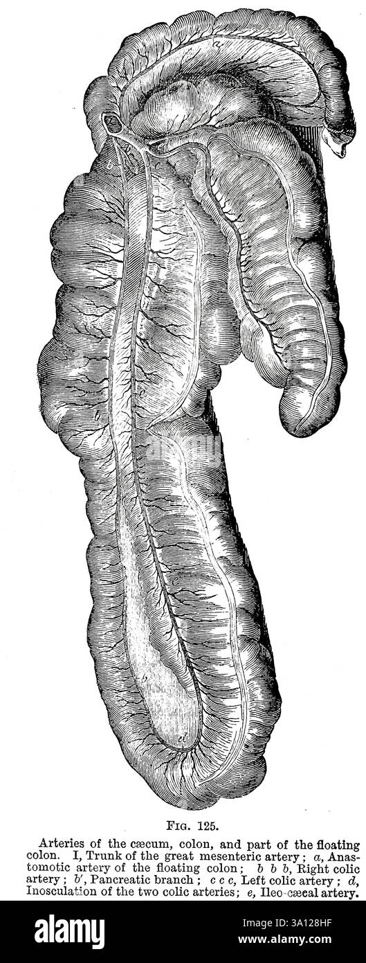 Arterie del ceco, del colon e parte del colon galleggiante. Dall'anatomia veterinaria di Strangeways di Vaughan, i; Strangeways, Thomas, 1824-1869; Royal College of Physicians of Edinburgh pubblicato nel 1879 Foto Stock