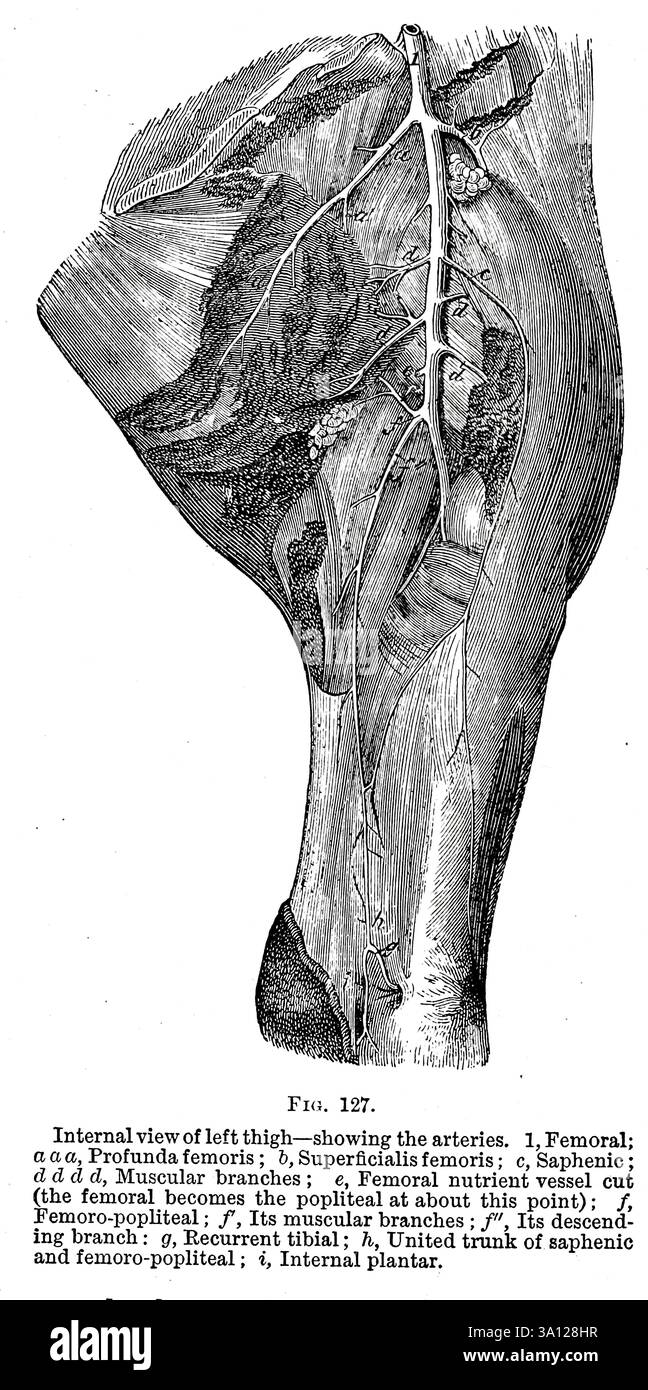 Vista interna della coscia sinistra: Mostra le arterie. Dall'anatomia veterinaria di Strangeways di Vaughan, i; Strangeways, Thomas, 1824-1869; Royal College of Physicians of Edinburgh pubblicato nel 1879 Foto Stock