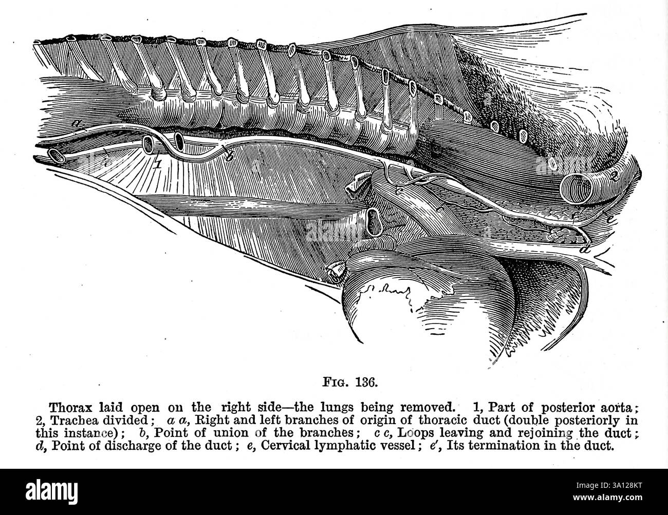 Torace aperto sul lato destro — i polmoni vengono rimossi. 1, parte dell'aorta posteriore; 2, trachea divisa; a a. otto e rami sinistri di origine del dotto toracico (doppio posteriore in questo caso); h, punto di unione dei rami; c c. anse in uscita e ricongiungimento del condotto; d, punto di scarico del condotto; e. vaso linfatico cervicale; e', la sua terminazione nel condotto. Dall'anatomia veterinaria di Strangeways di Vaughan, i; Strangeways, Thomas, 1824-1869; Royal College of Physicians of Edinburgh pubblicato nel 1879 Foto Stock