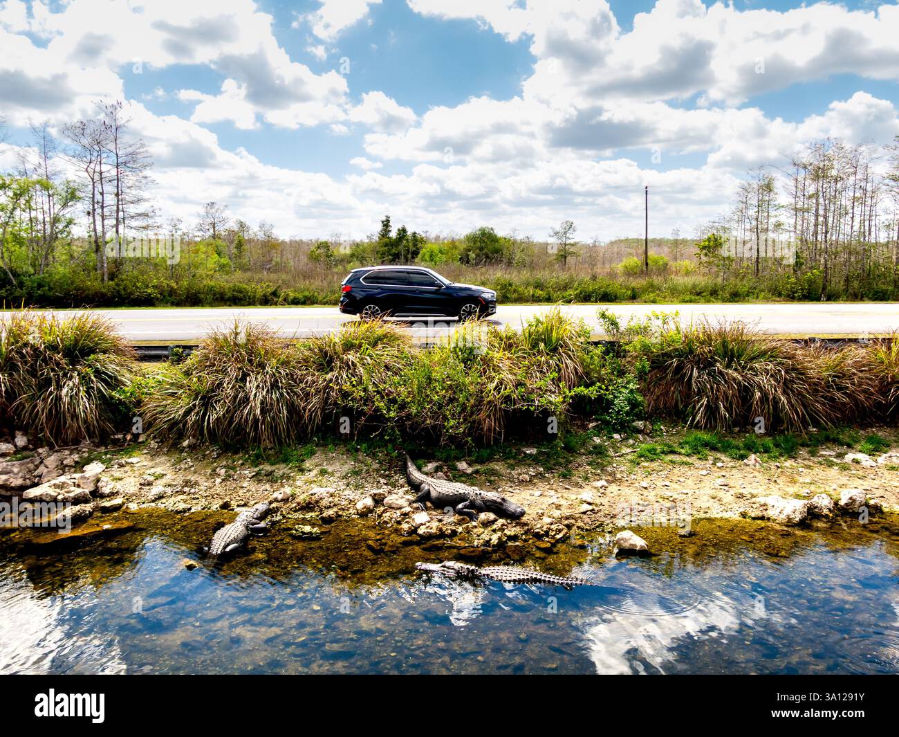 Tre alligatori si trovano vicino alla Route 41 mentre passa un'auto, evidenziando la coesistenza della fauna selvatica e i viaggi moderni nella palude della Florida. Foto Stock