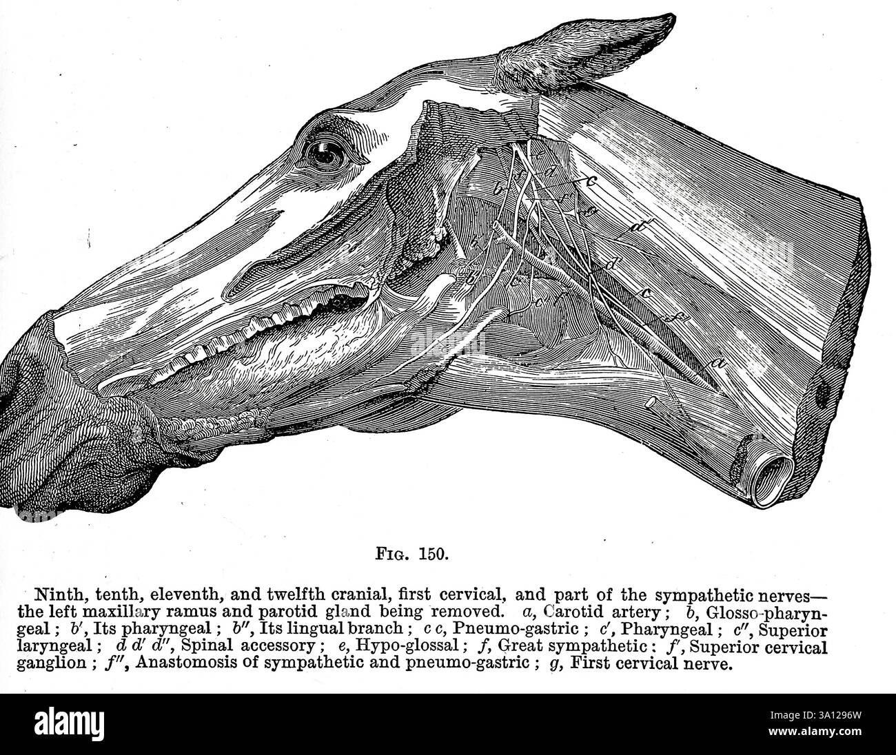 Nono, decimo, undicesimo e dodicesimo cranio, primo cervicale, e parte dei nervi simpatici — il ramo mascellare sinistro e la ghiandola parotide vengono rimossi, a, arteria carotide ; h, globo-faringeo; 6', la sua faringea; 6', il suo ramo linguale; c c, pneumo-gastrico; c'. Faringeo; c», laringeo superiore; d' d', accessorio spinale; e, Ipo-glossale ; /, grande simpatico : /, superiore ganglio cervicale ; anastomosi di simpatico e pneumo-gastrico ; g, primo nervo cervicale. Dall'anatomia veterinaria di Strangeways di Vaughan, i; Strangeways, Thomas, 1824-1869; Royal College of Physicians di Edi Foto Stock