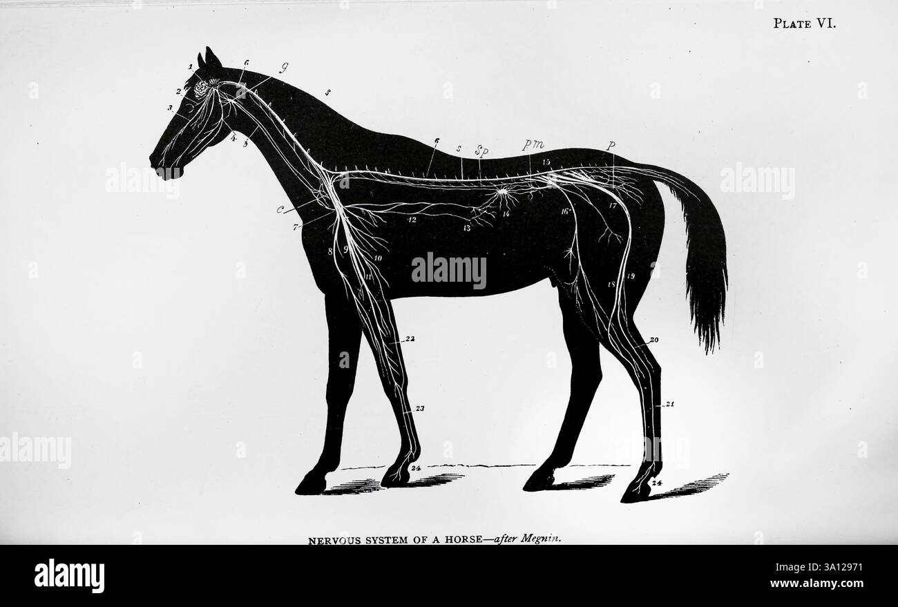 Sistema nervoso del cavallo; 1. Cervello.; 2. Nervo ottico; 'S. nervo mascellare superiore (5°); 4. Nervo mascellare inferiore (5°); 5. Nervo pneumo-gastrico; 6. Medulla oblongata.; 7. Plesso brachiale destro; 8. Nervo muscolo-cutaneo; 9. Nervo mediano.; 10. Nervo radiale; 11. Nervo cubitale; 12. Nervo pneumo-gastrico; 13. Plesso solare; 14. Ganglio Semilunare.; 15. Plesso lumbo-sacrale; 16. Nervo crurale anteriore; 17. Grande nervo sciatico.; 18. Nervo popliteo esterno; 19. Nervo saphenico esterno; 20. Nervo tibiale; 21. Nervo metatarsale; 22. Porzione radiale del nervo mediano; 23. Metacarpo n Foto Stock