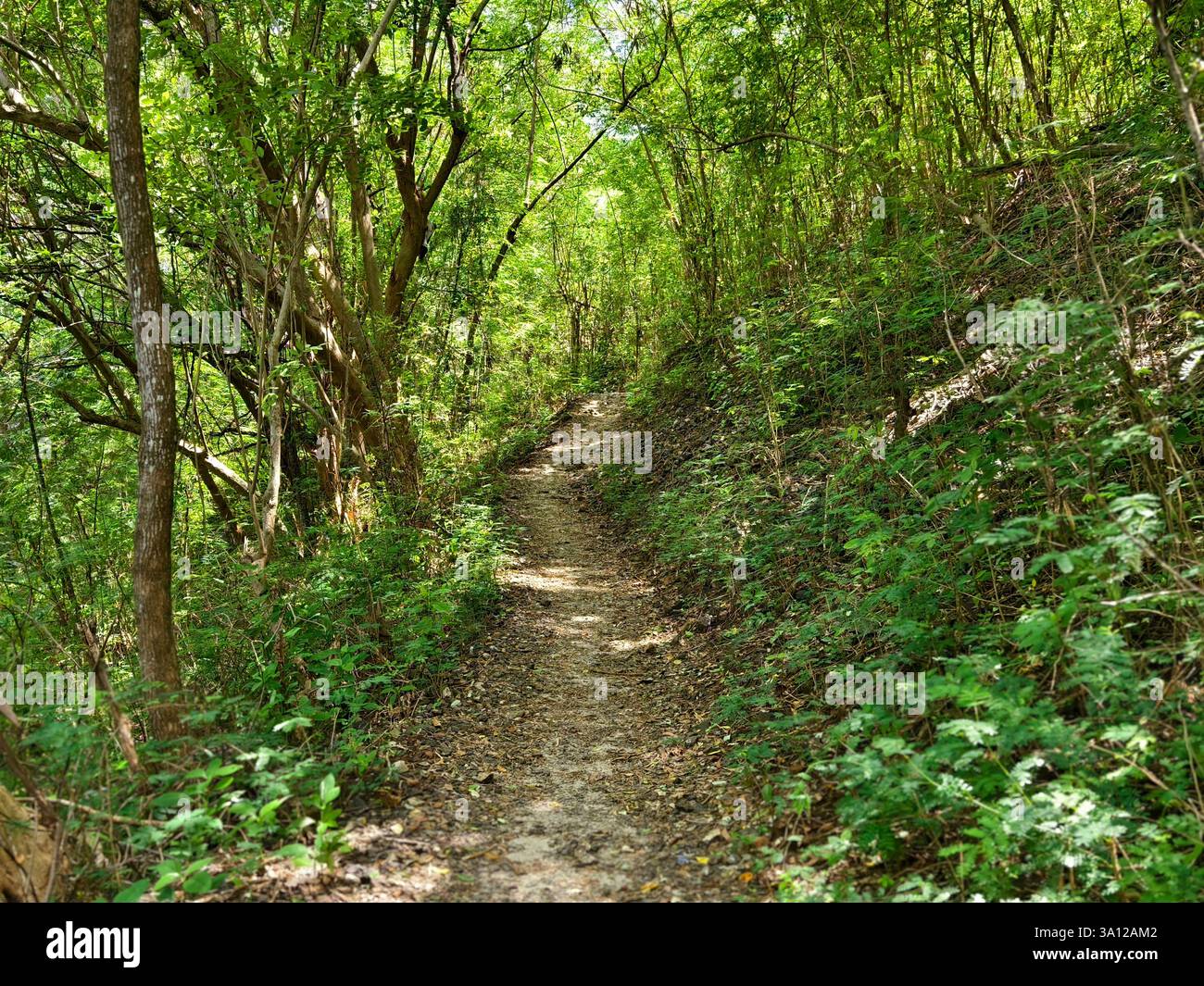 Tranquillo sentiero nella foresta attraverso la natura Foto Stock