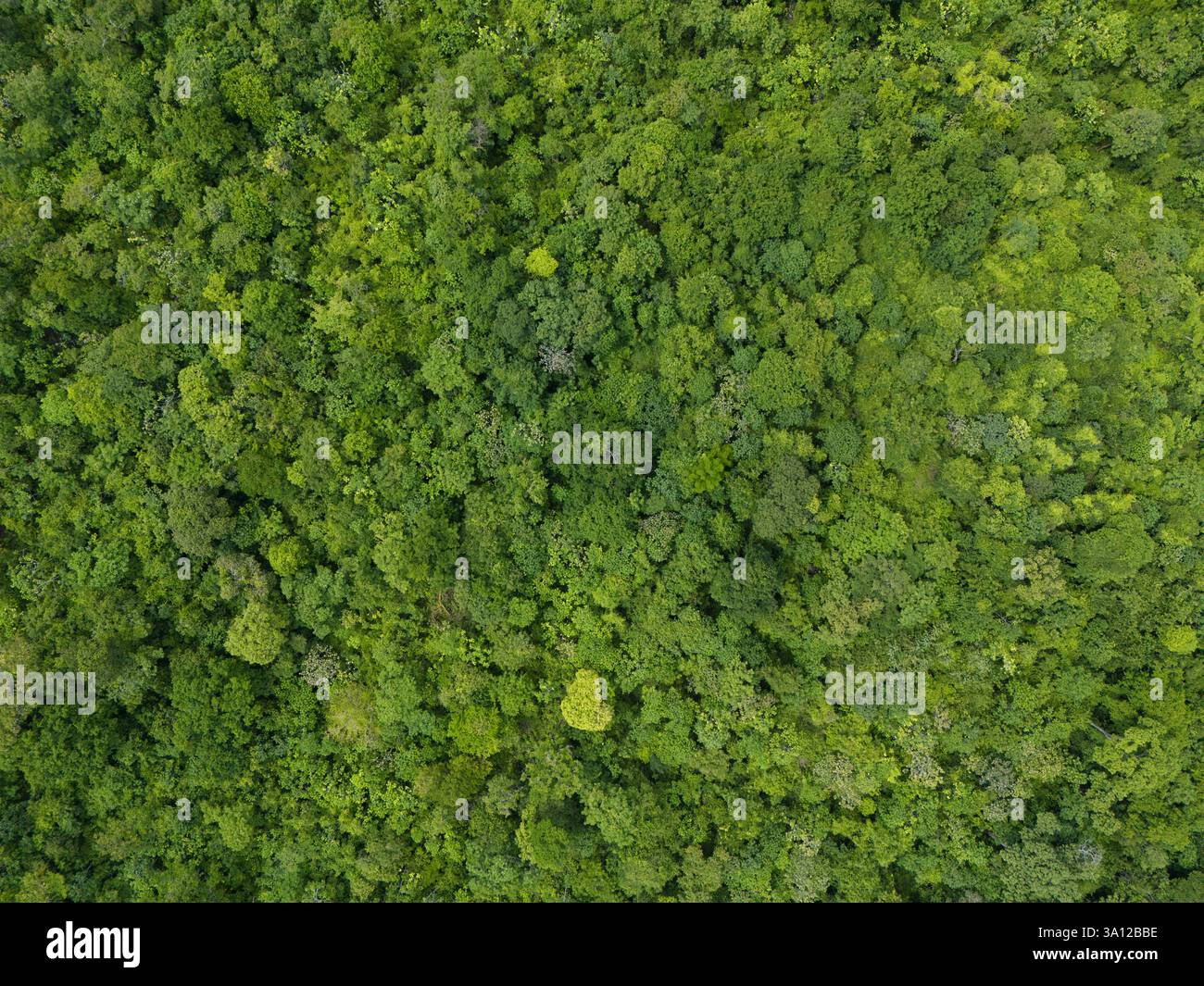 Antenna superiore a foglia d'albero verde sopra lo sfondo del modello di visualizzazione Foto Stock