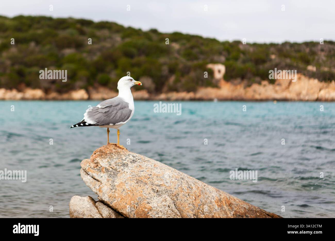 Un gabbiano sorge su una roccia vicino a Spaggia del relitto, isola di Caprera. Scena pittoresca. Foto Stock