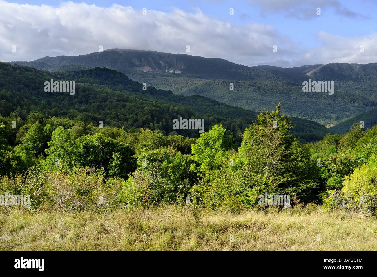 Luce del sole e ombre sulla foresta del Parco Nazionale di Sutjeska, Bosnia ed Erzegovina Foto Stock