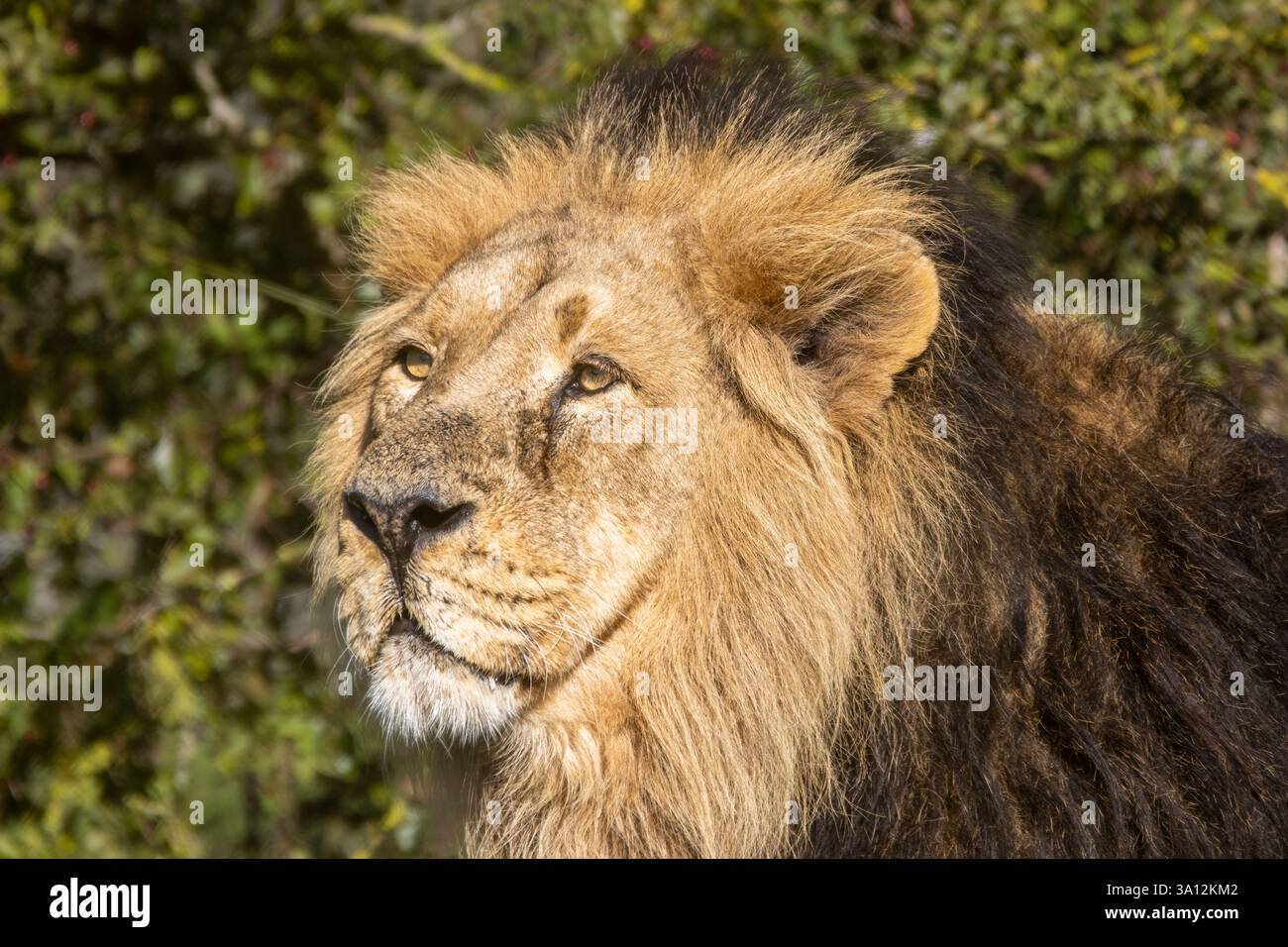 Iblis, leone asiatico maschio Foto Stock