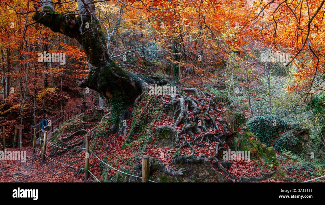 Spagna, Paesi Baschi, Alava, Sarria, Parque Natural de Gorbeia, escursionista che gode di un paesaggio autunnale in una foresta di faggi Foto Stock