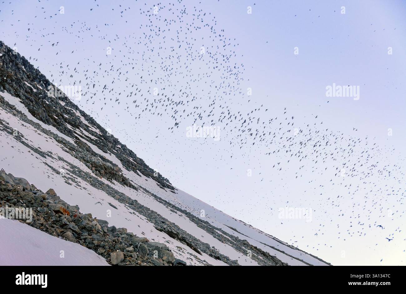 Little Auks (alle alle) si arrampicano sui loro siti di nidificazione a Magdalenefjord, Spitsbergen, Svalbard (Norvegia) a giugno. Foto Stock