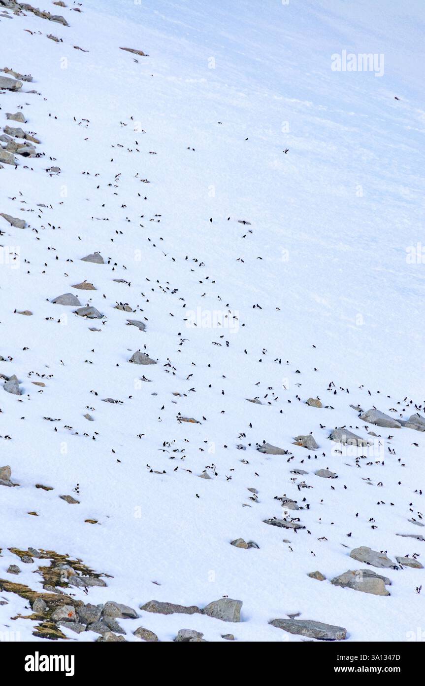 Little Auks (alle alle) sulle colline innevate nel loro sito di nidificazione a Magdalenefjord, Spitsbergen, Svalbard (Norvegia) a giugno. Foto Stock