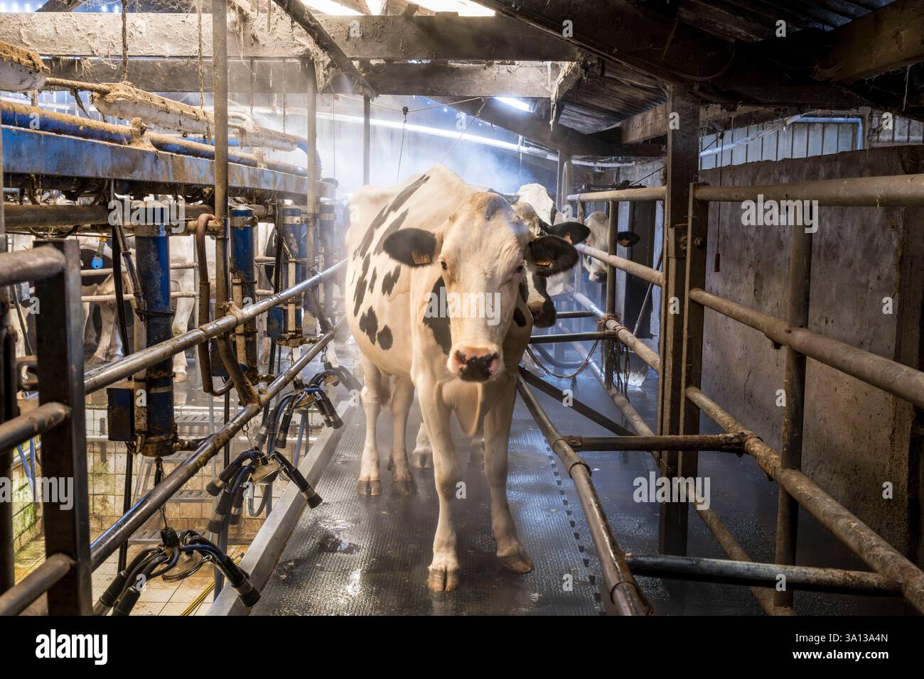 Francia, Finistère, Abers Country (Pays des Abers), Lannilis, Keruzal Vihan Farm ai margini di Aber Benoit, allevamento di vacche da latte prim’holstein e mungitura serale Foto Stock