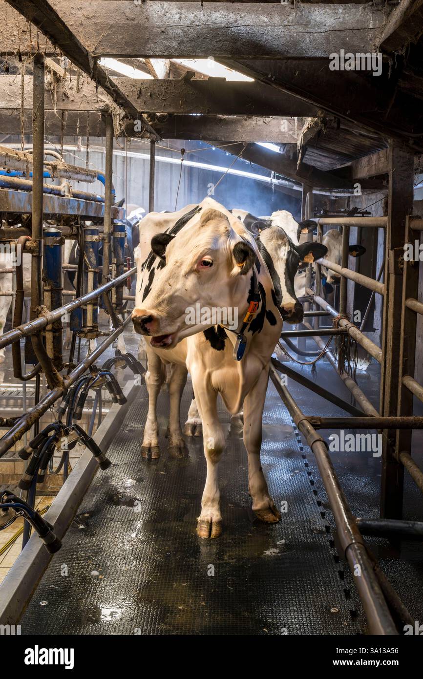 Francia, Finistère, Abers Country (Pays des Abers), Lannilis, Keruzal Vihan Farm ai margini di Aber Benoit, allevamento di vacche da latte prim’holstein e mungitura serale Foto Stock