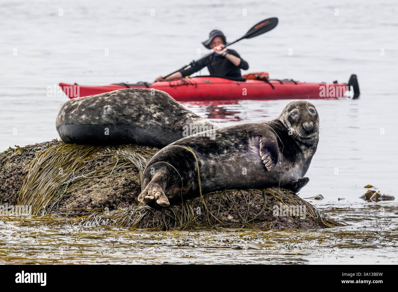 Francia, Finistère, Penmarch, l'arcipelago di Étocs, gita in kayak dal Guilvinec Nautical Center per scoprire la foca grigia (halichoerus grypus) nelle rocce con la bassa marea Foto Stock