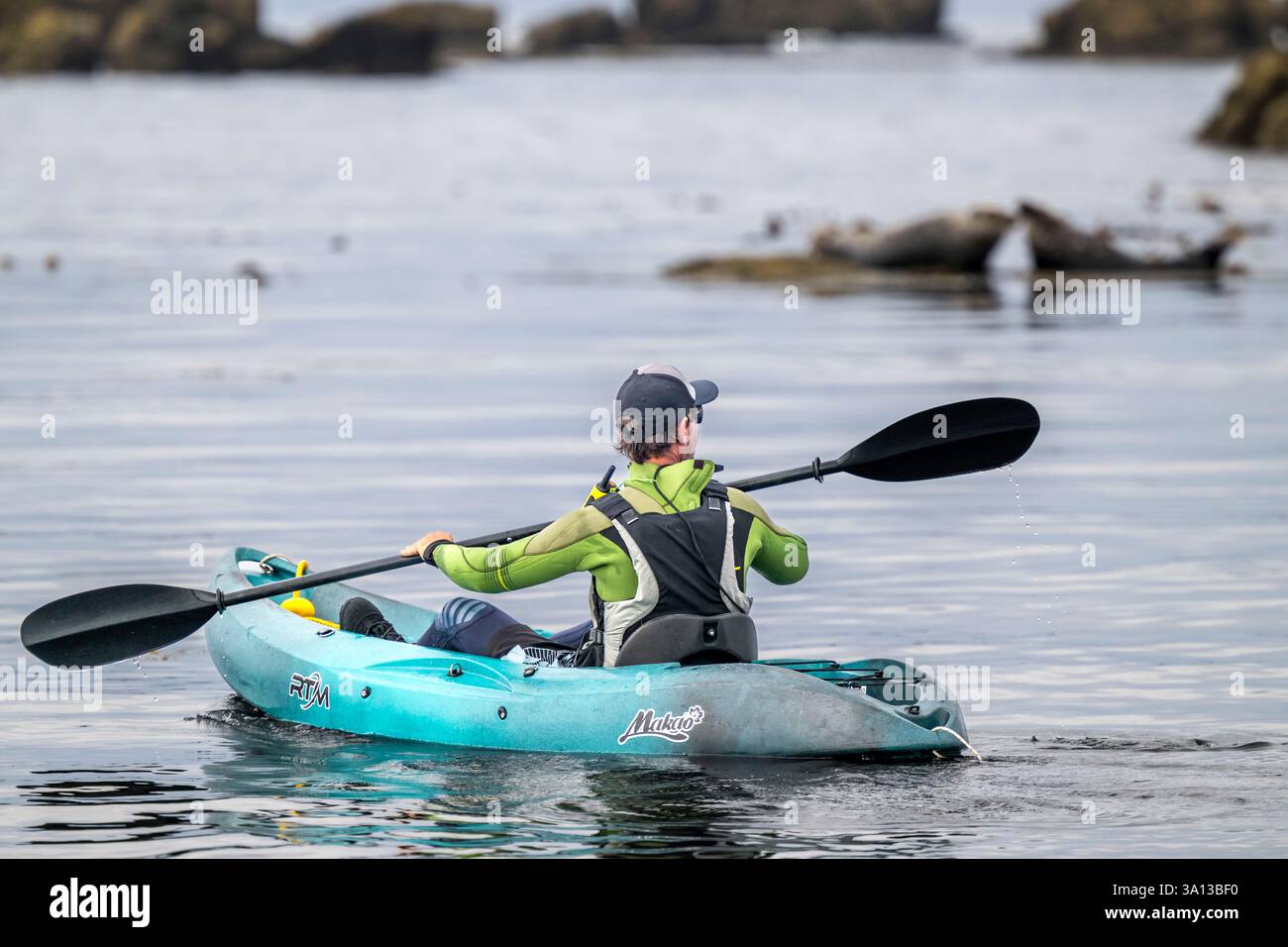 Francia, Finistère, Penmarch, l'arcipelago di Étocs, gita in kayak dal Guilvinec Nautical Center per scoprire la foca grigia (halichoerus grypus) nelle rocce con la bassa marea Foto Stock