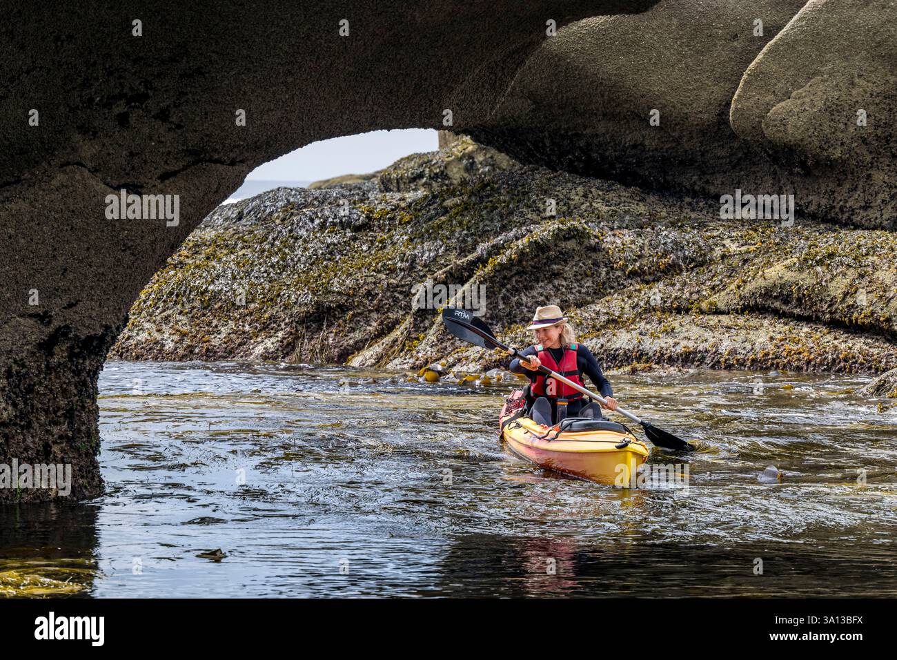 Francia, Finistère, Penmarch, l'arcipelago di Étocs, gita in kayak dal Guilvinec Nautical Center per scoprire la foca grigia (halichoerus grypus) nelle rocce con la bassa marea Foto Stock