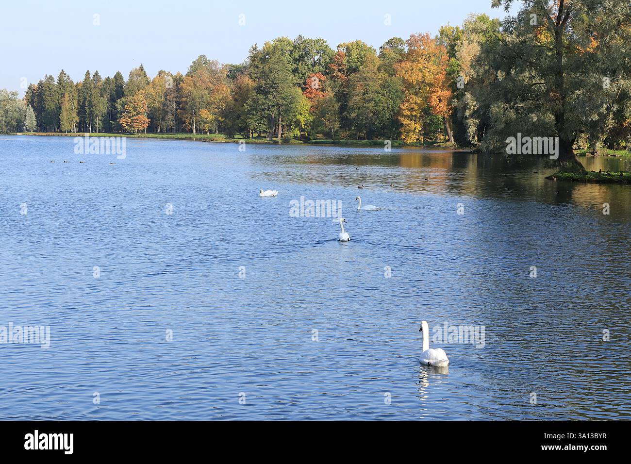Cigni bianchi sul lago autunnale. Un paio di cigni inseparabili vive e ibernati sul Lago bianco di San Pietroburgo, sono sempre insieme e tak Foto Stock