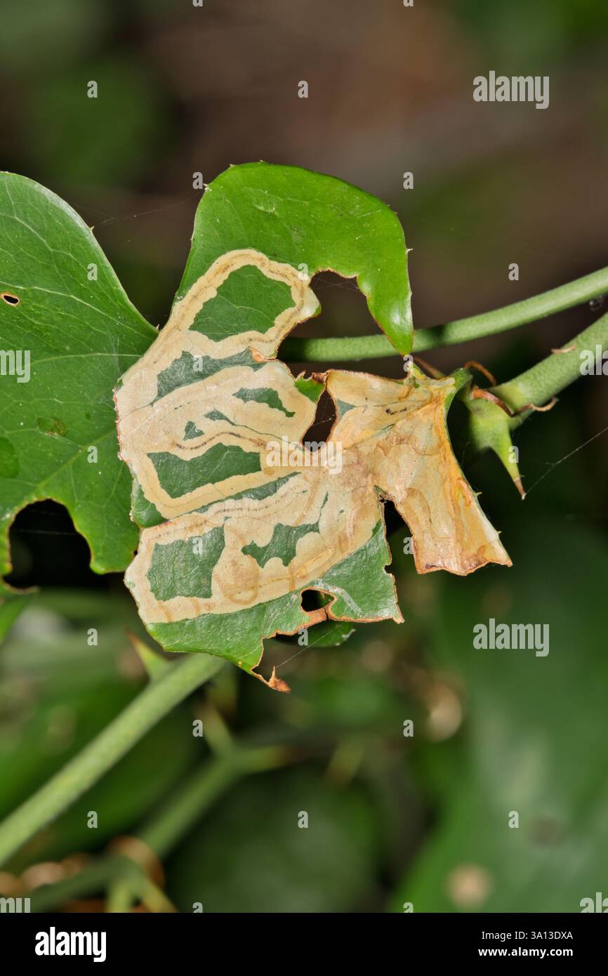 Foglie di vite Smilax Smilacaceae levigatrici insetti danni parassiti controllo orticoltura giardinaggio agricoltura. Foto Stock