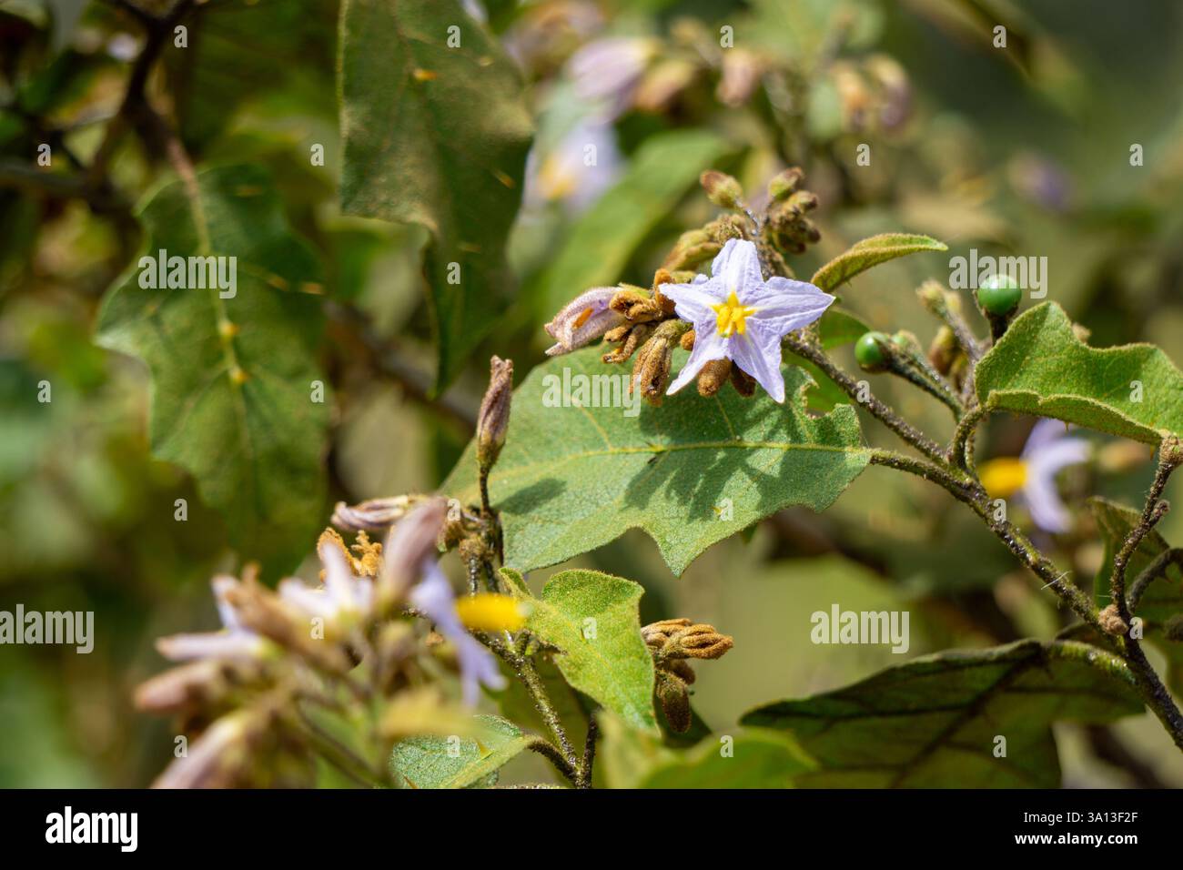 Fiore cileno di patate Solanum Crispum a Santa Cruz Bolivia delicati fiori viola in Un lussureggiante ambiente naturale verde Foto Stock
