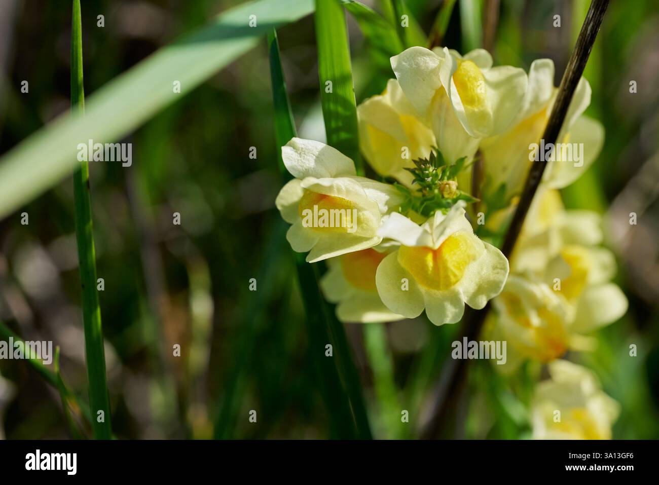 Foto macro di una Linaria vulgaris, il toadflax comune, il toadflax giallo o burro e uova Foto Stock